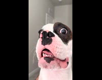 Compilation dog attacking camera