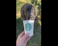 Black puppy dog puppuccino starbucks treat grass 
