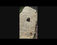 Tortoise crawl slowly on stone path ground