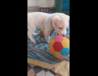 White puppy plays with colorful soccer ball 