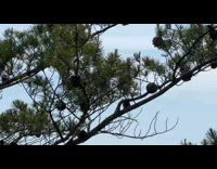 Jet flies with loud engine by the mountains of Linville Gorge
