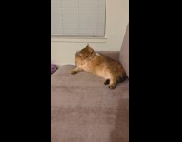 Collab PLC - Brown cat on sofa lick its fur