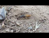 Black yellow bug bee insect digs dirt 