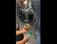 Collab winy - Man with phone holds snake in train