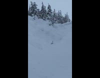 Man Skis Downhill and Slips in Thick Snow