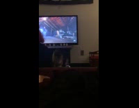 [third party] Cat trying to catch swinging leash 