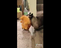 Munchkin cat walks down stairs with porcupine toy