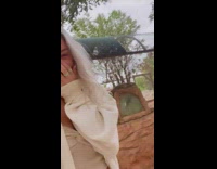 Lady Kneels Down Near Goat and Bleats at Her