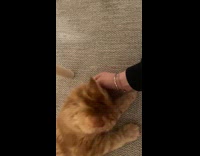 Collab PLC - Ginger cat lie down stretch its arms