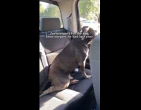 Dog sits with leg folded out on backseat