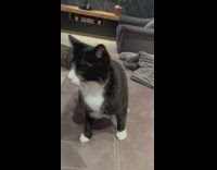 Black and white cat turns around quickly hissing