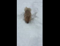 brown chow chow treading through tall snow