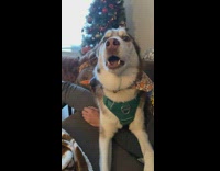 Collab Clips mpugc - Dog laying on guys lap talking