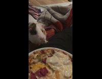 Hamster eats pizza and run fast inside house 