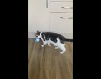Grey and white cat steals bowl and chews on it 