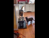 Cat growls at dog near empty bowl