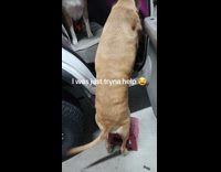 Collab BitchMP - Dog falls off step stool 