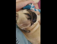 Pug puppy on lap plays with toy