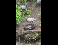 Pigeon stands on top of turtle at zoo 