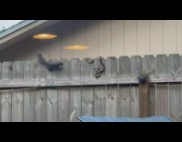 Squirrel climb on wooden fence avoid snake