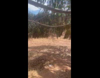 Collab PLC - Orange kittens sleep inside hole tree nest