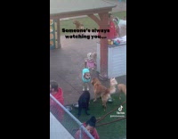 Dog staring directly at submitter at doggy daycare