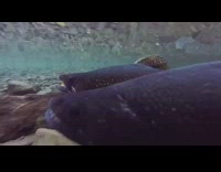 two gray fish lip singing 