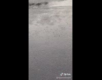 Rain cement new baby little frogs