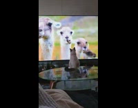 Pet cat on the table watches tv and fell to the floor