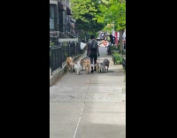 Person walking on street dog walking 10 dogs at once