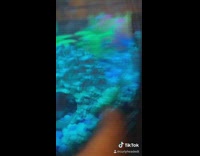 Guy gives dead fish CPR