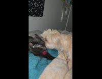 Dog gently bites head of cat laying on bed