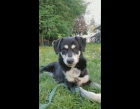 Black white dog green leash grass eyebrows