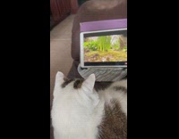Pet cat watches a video of a bird on a tablet