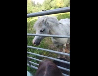 Horse randomly runs away dropping poop