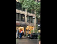 Submitter shows tree damaged by a storm