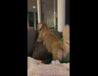 Small golden dog twerking to 50 cent super bowl halftime show
