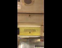 Huge dragonfly inside subway train