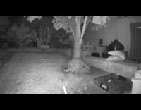 Raccoon looks at food inside wire trap 
