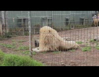 Lion at zoo pees on people watching