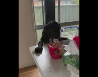 Large black dog stands eats food table 