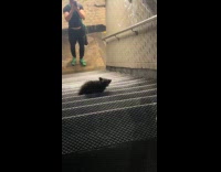 Scared baby raccoon at the subway stairs