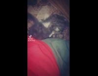 Two cats playfighting on the carpet rug