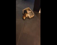 Lazy dog with leash dragged on floor