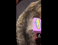 Collab BitchMP - Cowboy hat made out of cat fur after brushing 