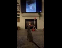 Cat sit watch DDOI TV fireplace scooter