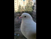 White Pigeon Hangs Out on Window for Snacks