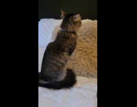 Cat tries to remove stuck feather on mouth