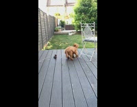 Brown puppy dog runs after yellow ball 