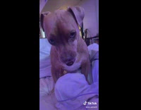 Upset dog whines before attacking owner 